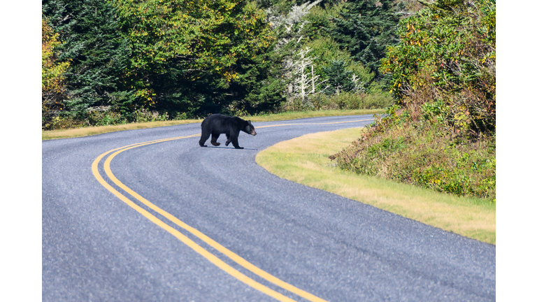 Black Bear Lumbering Across the Road on the Blue Ridge Parkway