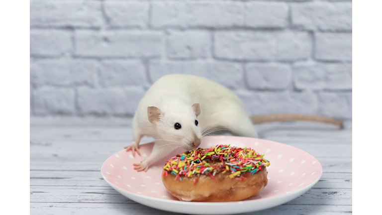 The rat sniffs and eats a sweet colorful donut. Not on a diet. Birthday.