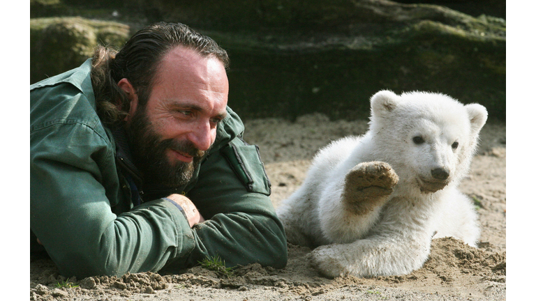 Knut, a three-month-old polar bear cub,...