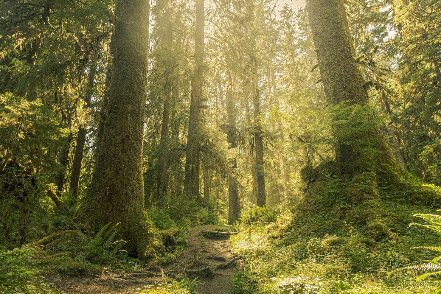 Hoh Rainforest, Olympic National Park, Washinton