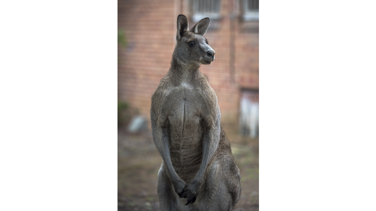 Muscular kangaroo