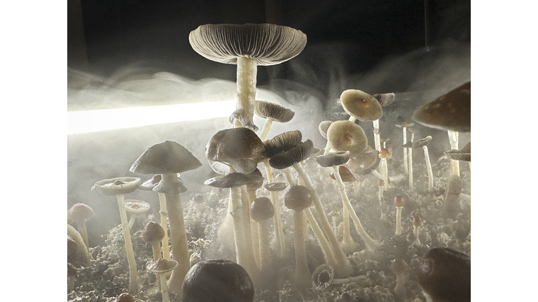 Psilocybin Mushrooms Increasingly Sought For Therapeutic Purposes