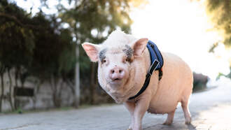 250-Pound Pig Finds New Home At Sanctuary After Living In Car