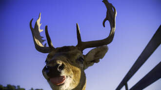 DDG: Buddy The Reindeer Found Safe After Escaping Christmas Event