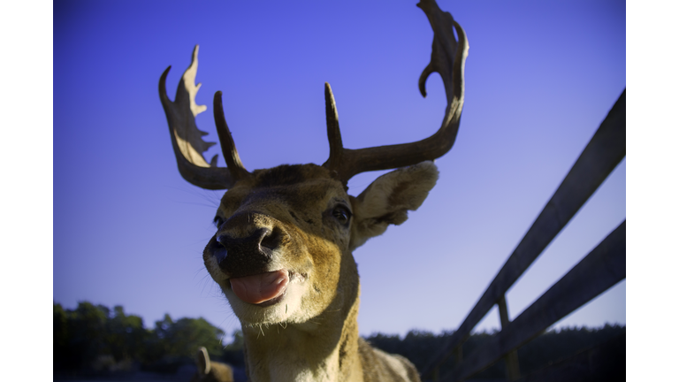Reindeer greeting with its tongue out - Bayern, Germany, Europe