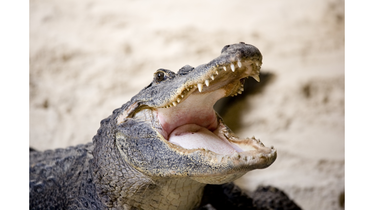 alligator