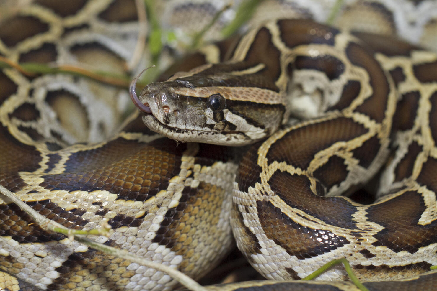 burmese python molurus bivittatus snake