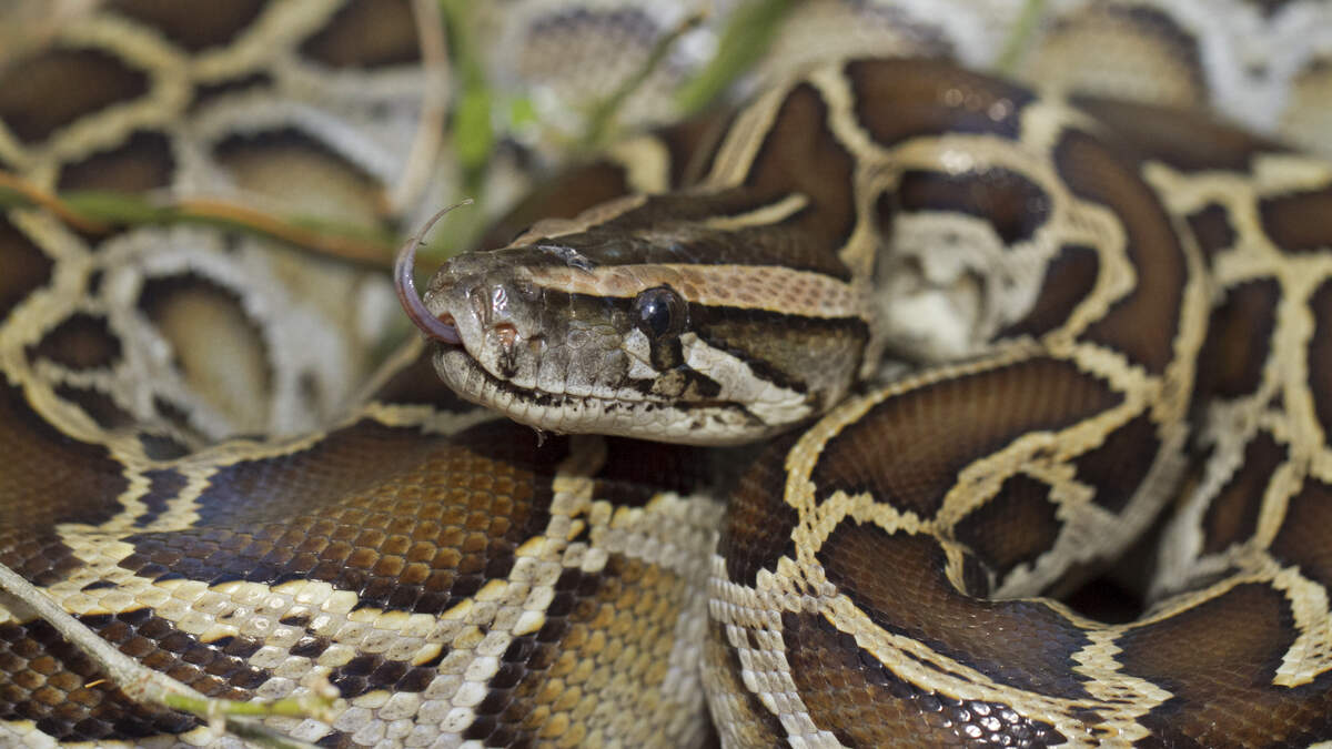 500-Pound Pile Of Pythons Found in Florida Marsh | Real Radio 92.1 ...