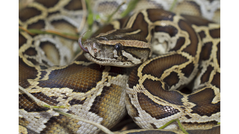 burmese python molurus bivittatus snake