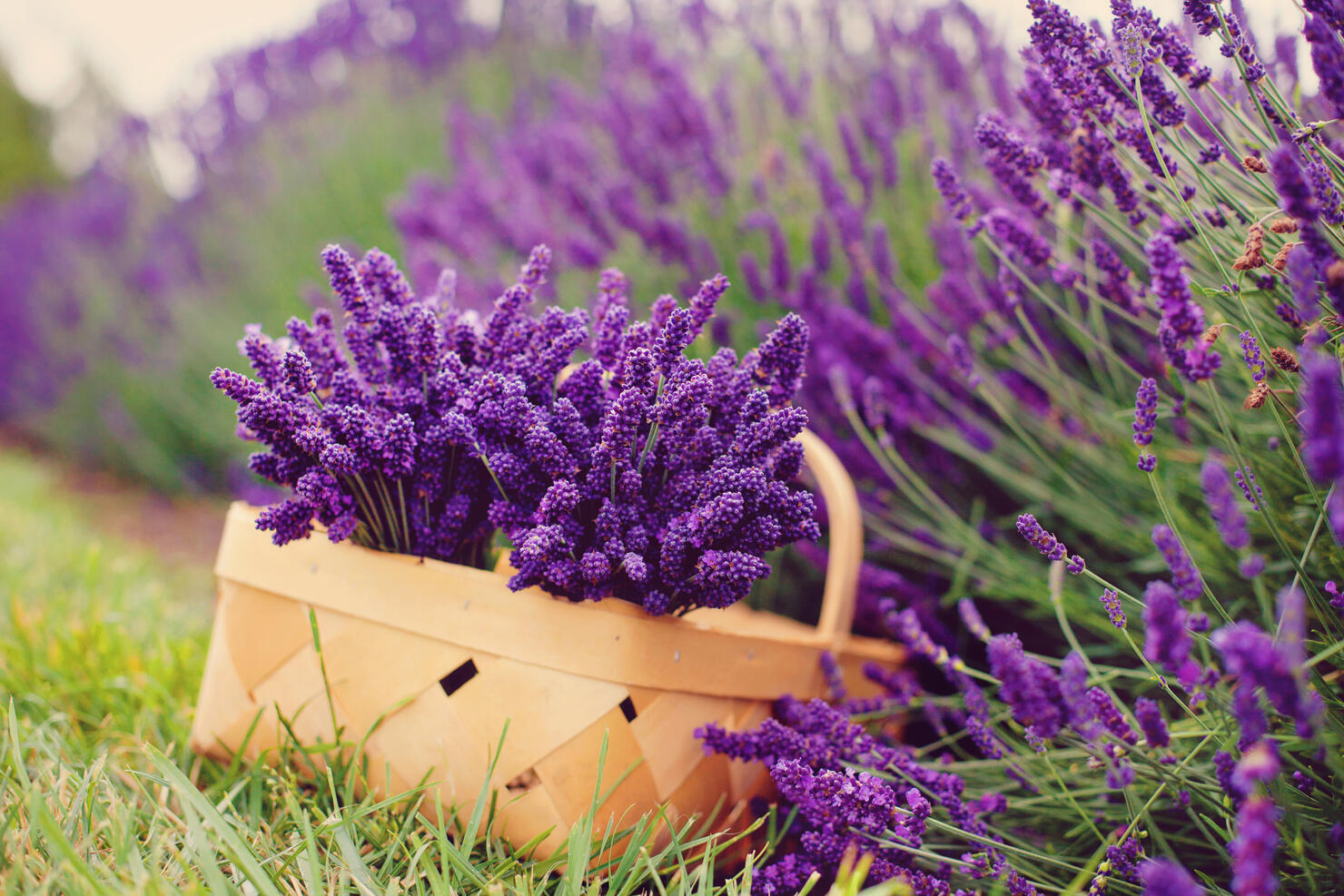 Basket of lavender