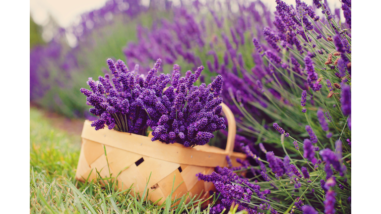 Basket of lavender