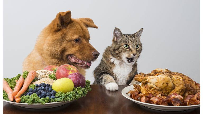 Dog and cat choosing between veggies and meat