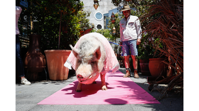 Squealing Pig Rosé Gin Launch Event