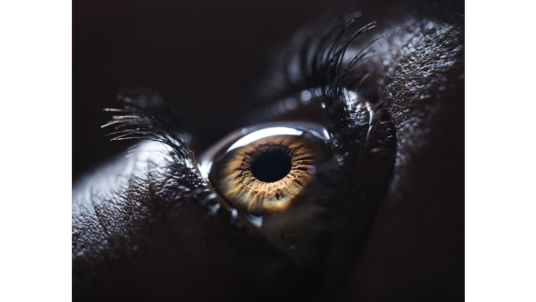 World's First Whole-Eye Transplant Successfully Performed