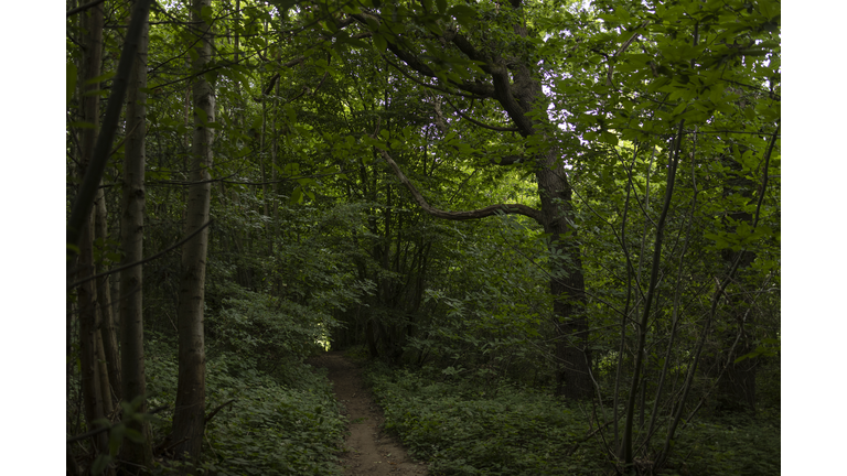 Ancient Kent Woodland Threatened By Quarry Expansion