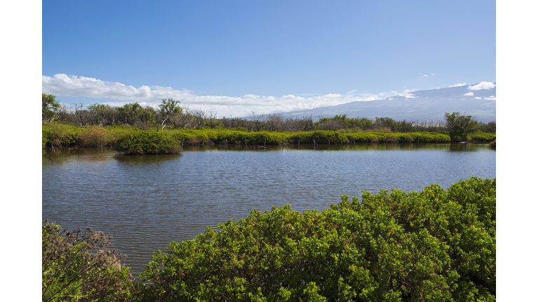 wetlands of kealia pond wildlife refuge in maui