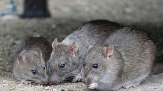 Giant Rats Are Eating The Wiring Out Of Electric Vehicles In the UK