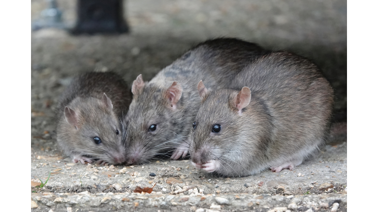 A small group of rats eating scraps of food in a park.