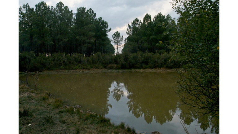 FRANCE-NATURE-ENVIRONMENT-CLIMATE-FOREST