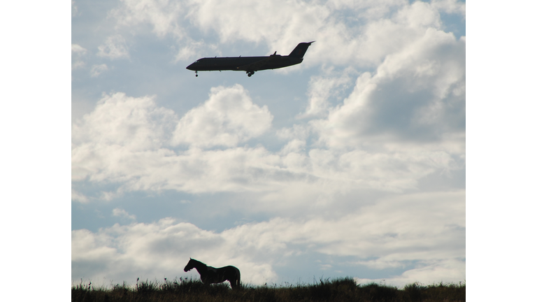 horse and airplane