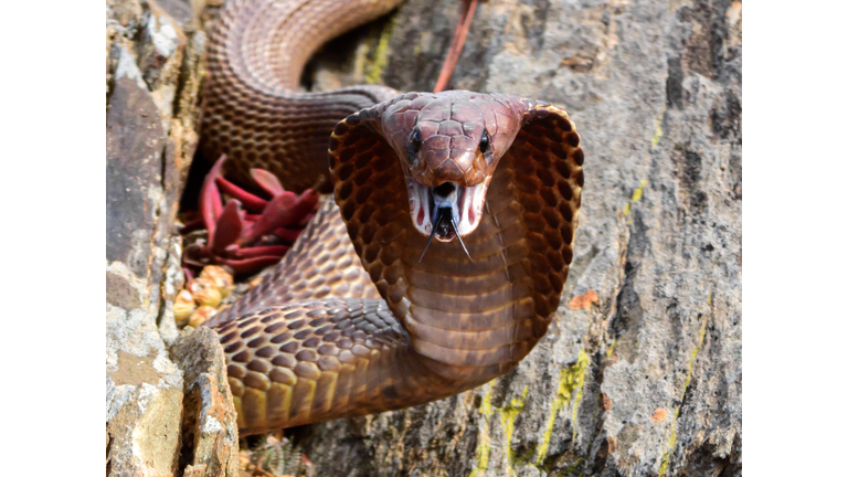 Cape Cobra (Naja nivea) snake, dangerously venomous