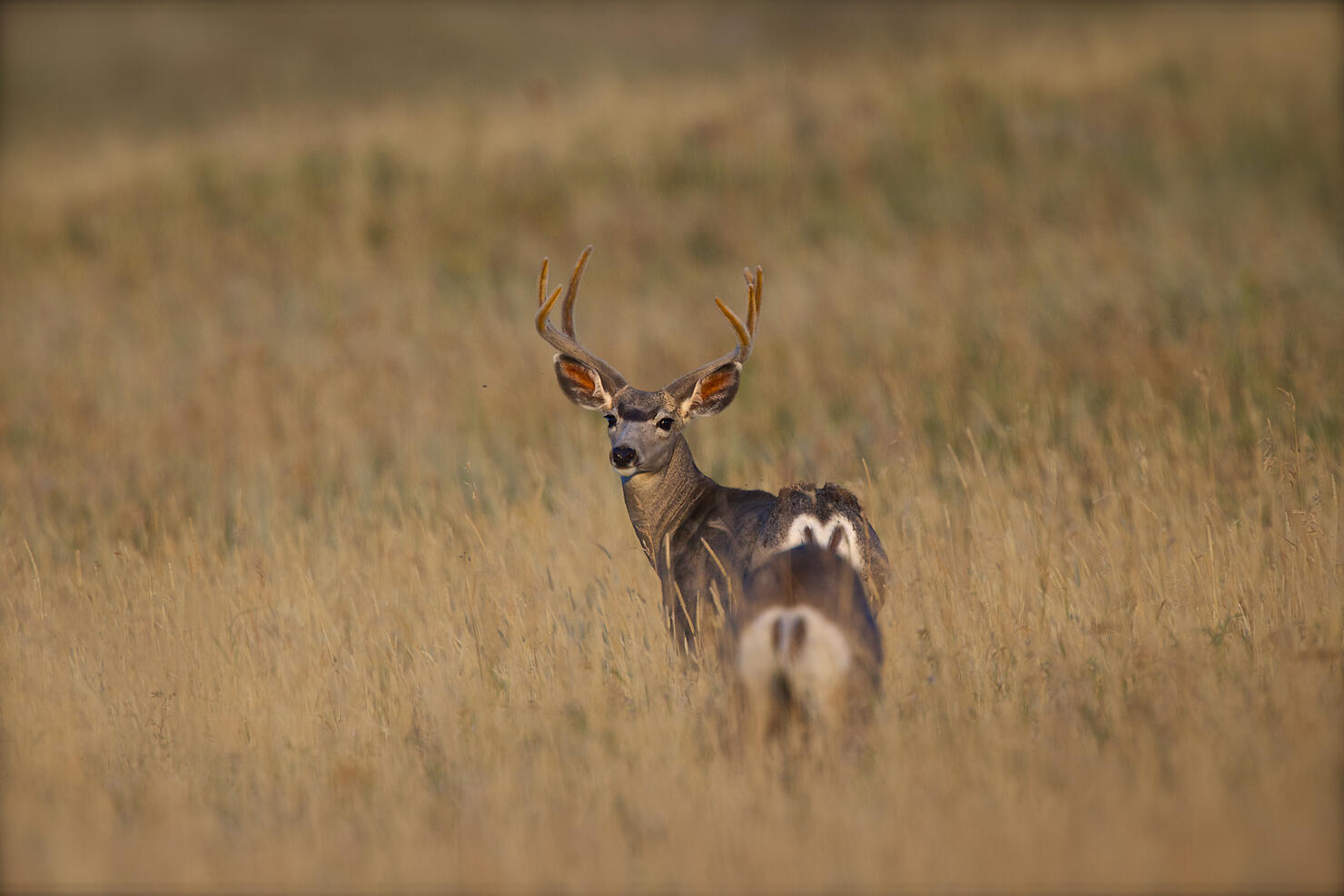Portrait of deer in grassland, Yellowstone National Park, USA