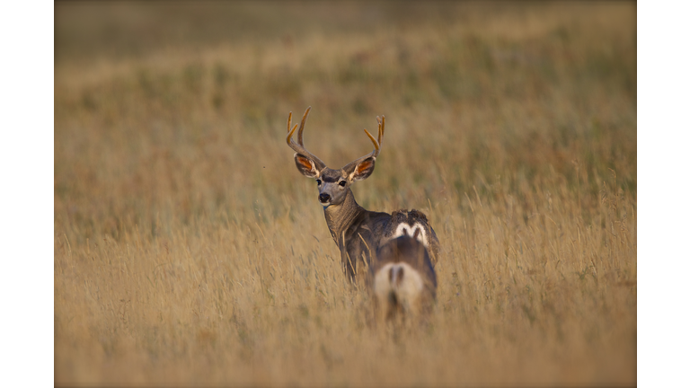 Portrait of deer in grassland, Yellowstone National Park, USA