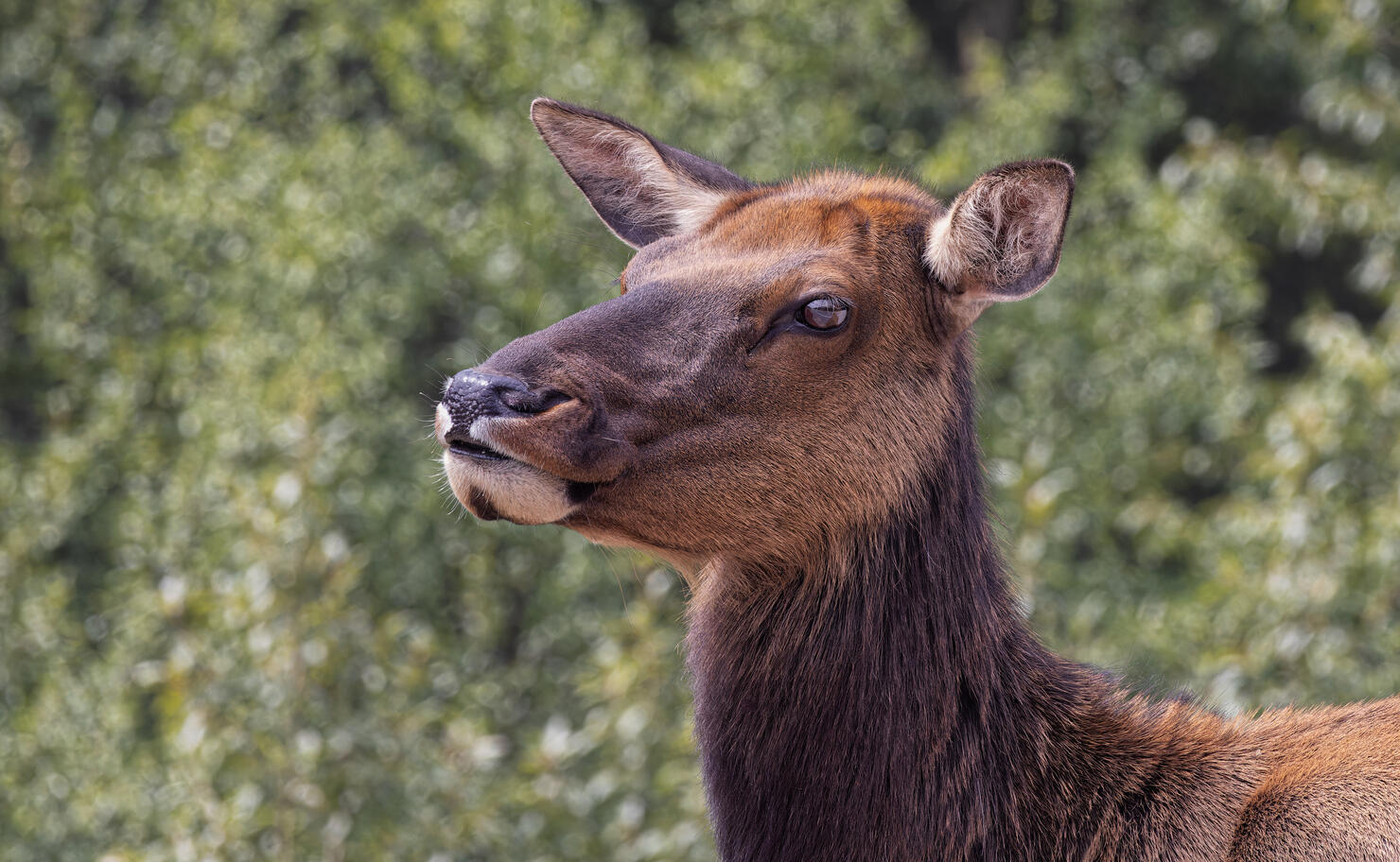 Elk Cow Headshot