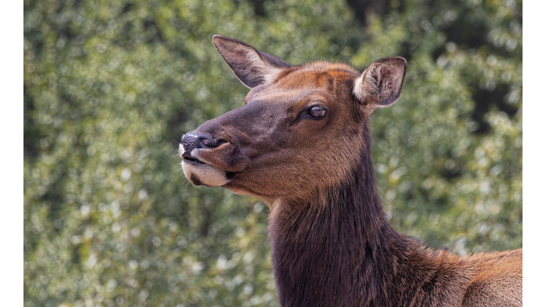 Elk Cow Headshot