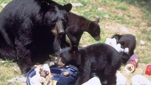 Bear-Resistant Garbage Cans Sent To Tri-State Towns