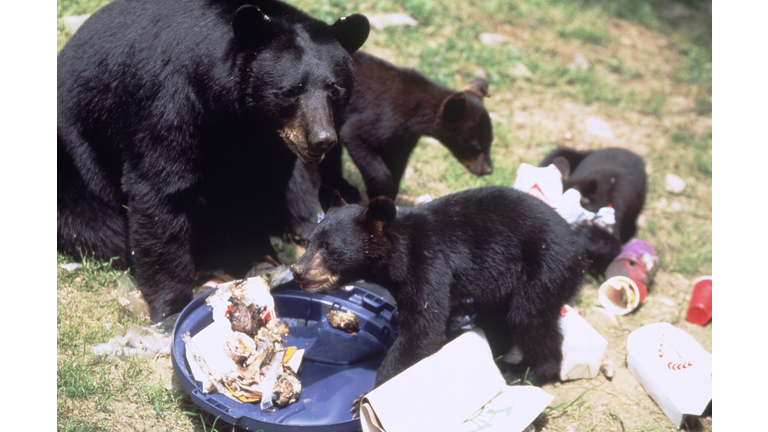 Scavenging bears