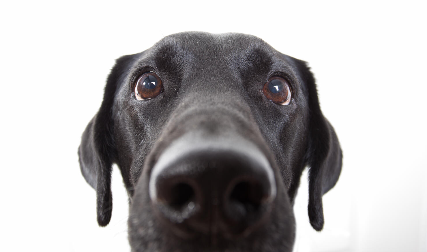 Curious Dog