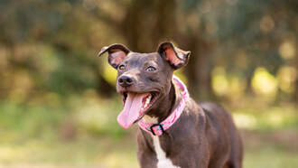 Here’s How Often Texas Locals Adopt From Animal Shelters