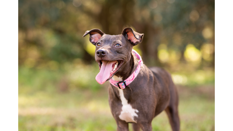 Pitbull mix dog enjoying a sunny day at the park