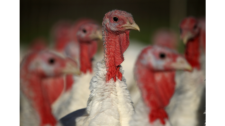 Turkeys Raised On California Farm