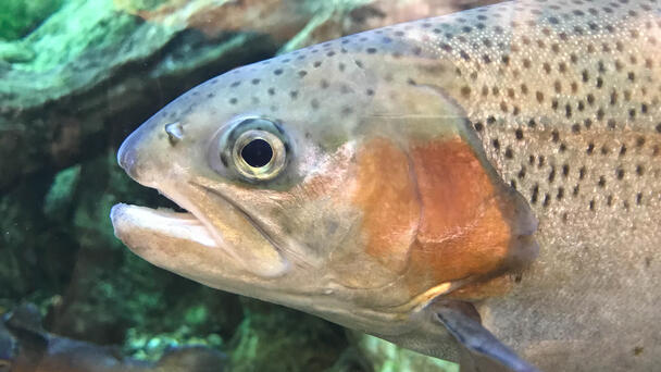 The Iowa DNR Is Restocking Rainbow Trout In Iowa Waters 