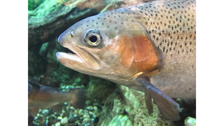 Close Up  of Live Rainbow Trout Fish Underwater