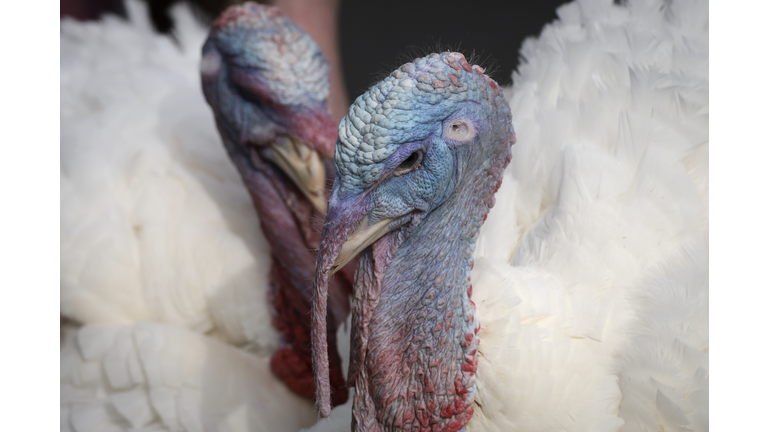 President Biden Pardons The National Turkey Ahead Of Thanksgiving Day