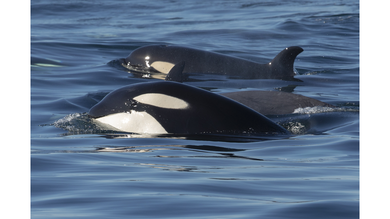 Orcas swimming