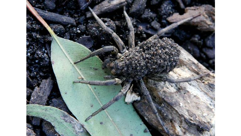 A garden wolf spider (Lycosa) carries he