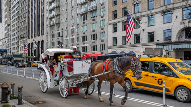 New York City Carriage Horse Breaks Loose, Drags Driver, And Damages Cars