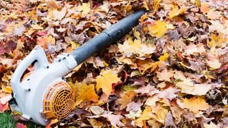 That Tree Dropped The Strangest Fruit Into That Leaf Pile