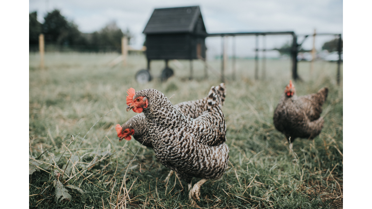 Austra White Hens