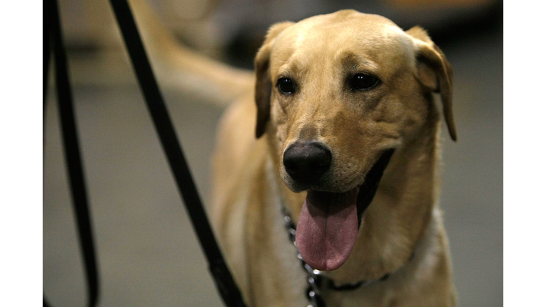 TSA Announces New Bomb-Sniffing Dog Team At Dulles Airport