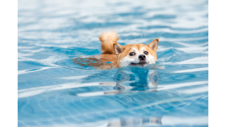 Pet Shiba inu swimming