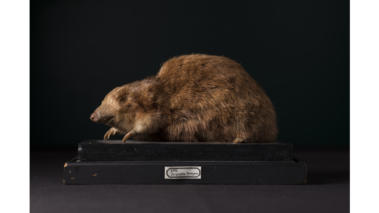 The Grant Museum Undertake Conservation Work On Historic Taxidermy Collection