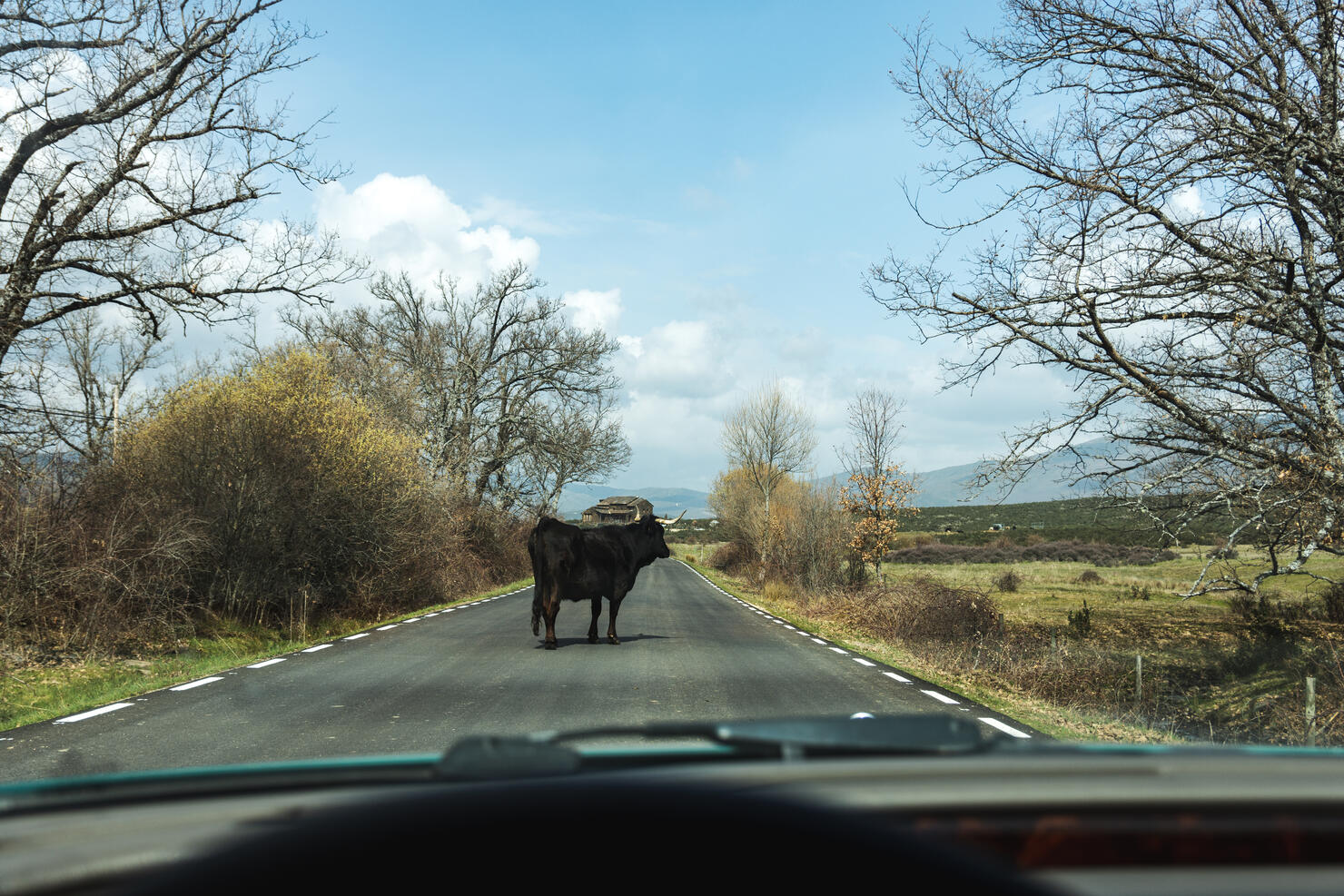 View from inside the car of a black horned cow in the middle of a rural Spanish road.