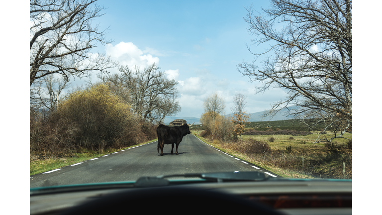 View from inside the car of a black horned cow in the middle of a rural Spanish road.