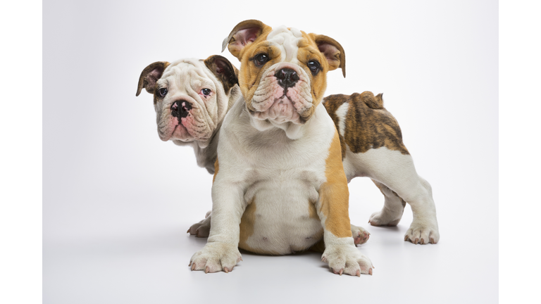 Two English Bulldog puppies