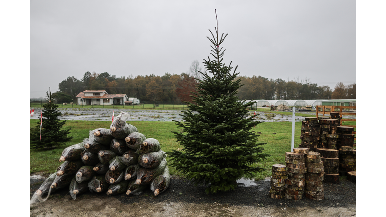 FRANCE-CHRISTMAS-TREE